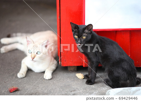 Cat poses for the camera, Thailand Cat poses for the camera, Thailand 69429446