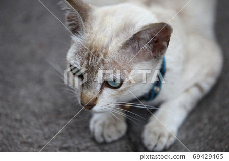 Cat poses for the camera, Thailand Cat poses for the camera, Thailand 69429465
