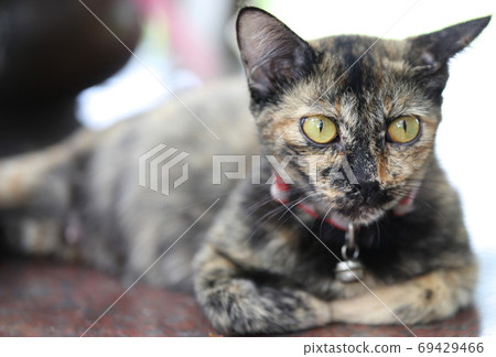 Cat poses for the camera, Thailand Cat poses for the camera, Thailand 69429466