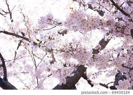 Spring cherry blossoms in Ito City, Shizuoka Prefecture 69430184