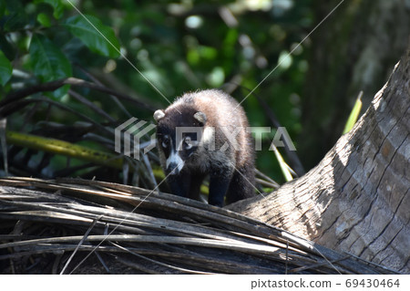 White-nosed coati (Corcovado National Park, Costa Rica) 69430464
