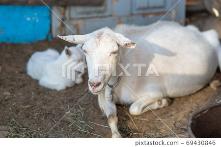 White mother goat lies at the barn with the cub. 69430846