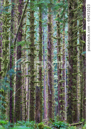 Rain forest 69431023