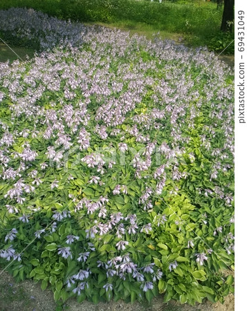 夏天 看 花園 69431049