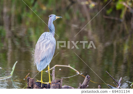 Heron 69431134