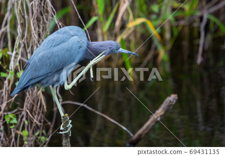 Grey heron 69431135