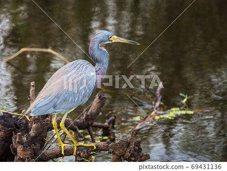 Grey heron 69431136