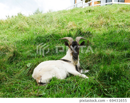 自然,風景,動物,牲畜,山羊,照片岩手縣葛松高原的瑞士出生的Zanen種山羊 自然,風景,動物,牲畜,山羊,照片岩手縣葛松高原的瑞士出生的Zanen種山羊 69431655