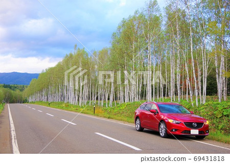 Drive image: A row of birch trees Drive image: A row of birch trees 69431818