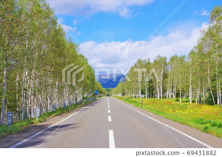 北海道273號國道，那須平國道上有一排樺樹 69431882