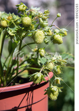 A green strawberries A green strawberries 69432283