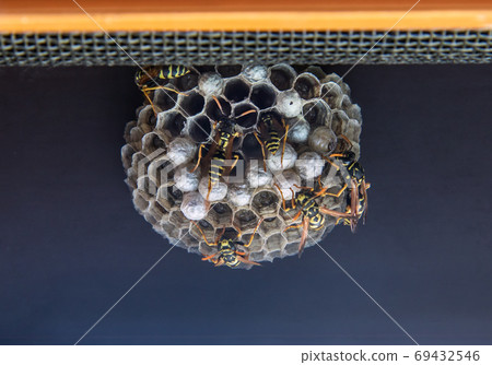 Wasps working on the construction and maintenance of wasp nest. Wasp nest with cells under window. Wasps working on the construction and maintenance of wasp nest. Wasp nest with cells under window. 69432546