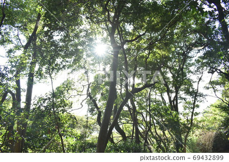 羊稠山步道森林景色 69432899