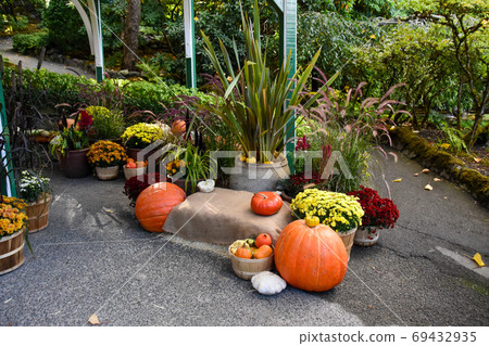 Autumn decoration using harvested products such as pumpkin Victoria British Columbia Canada Autumn decoration using harvested products such as pumpkin Victoria British Columbia Canada 69432935