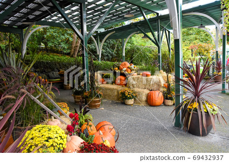 Autumn decoration using harvested products such as pumpkin Victoria British Columbia Canada Autumn decoration using harvested products such as pumpkin Victoria British Columbia Canada 69432937