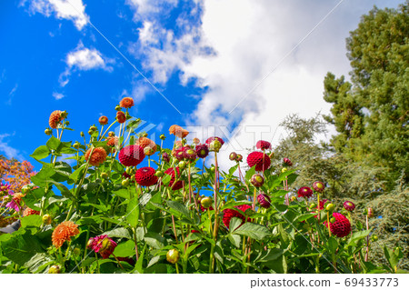 A bright dahlia flower that shines against the blue sky Victoria British Columbia Canada A bright dahlia flower that shines against the blue sky Victoria British Columbia Canada 69433773