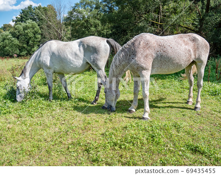 Spotted appaloosa horses. White and brown dotted horse 69435455