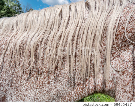 Head and eck of red brown dotted white older mare Head and eck of red brown dotted white older mare 69435457