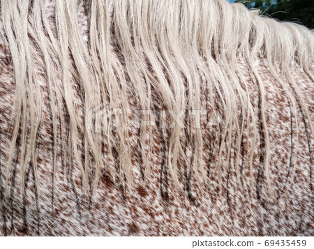 Light mane and dotted neck of the Norik appaloosa breed Light mane and dotted neck of the Norik appaloosa breed 69435459