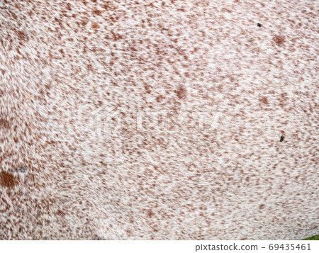 Staining spots on the fur of an older appaloosa mare 69435461