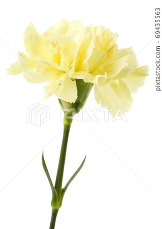 Yellow carnation 69435563