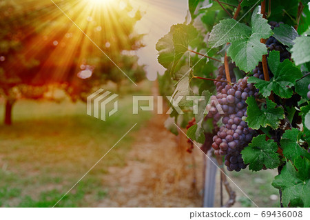 vineyard with ripe grapes in countryside at sunset 69436008