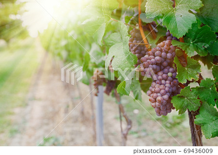vineyard with ripe grapes in countryside at sunset 69436009