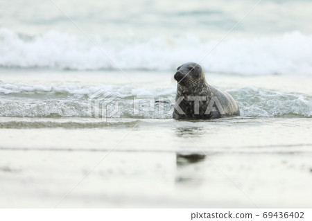 Young Grey Seal, Halichoerus grypus, detail portrait in the blue water, wave in the background, animal in the water. Germany, Helgoland Young Grey Seal, Halichoerus grypus, detail portrait in the blue water, wave in the background, animal in the water. Germany, Helgoland 69436402