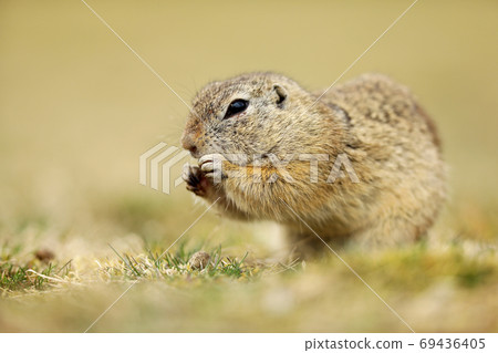 Ground Squirrel, Spermophilus citellus,eating seeds and  sitting in the grass during late summer afternoon, detail animal portrait, Czech Republic, Europe. 69436405