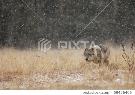 Gray wolf (Canis lupus) in taiga in snowy winter day. Animal in nature habitat. Animal looking for prey 69436406