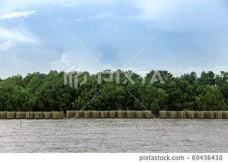protect mangrove tree and land on oceanside with bamboo protect mangrove tree and land on oceanside with bamboo 69436438