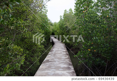 cement walkway on mangrove forest in public natural park cement walkway on mangrove forest in public natural park 69436439