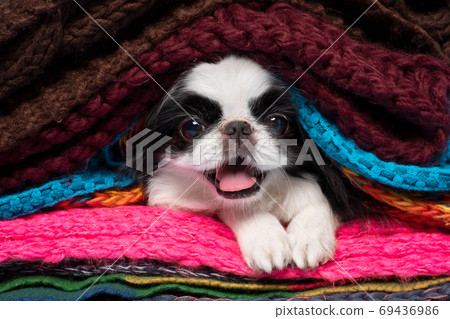 Japanese chin looking at camera hiding at warm scarfs Japanese chin looking at camera hiding at warm scarfs 69436986