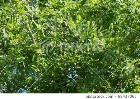 Young fruit of metasequoia Young fruit of metasequoia 69437065