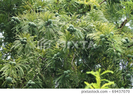 Young fruit of metasequoia Young fruit of metasequoia 69437070