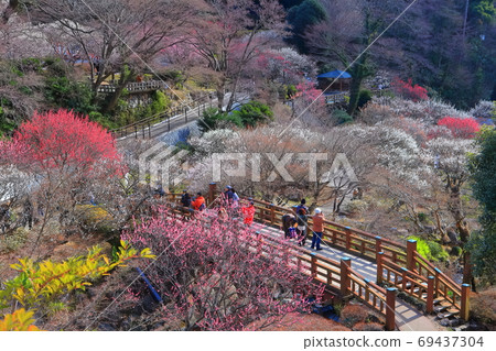 [靜岡縣]熱海梅園盛開 69437304