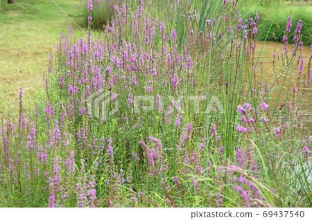 味ha盛開的風景 69437540