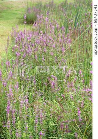 味ha盛開的風景 69437541