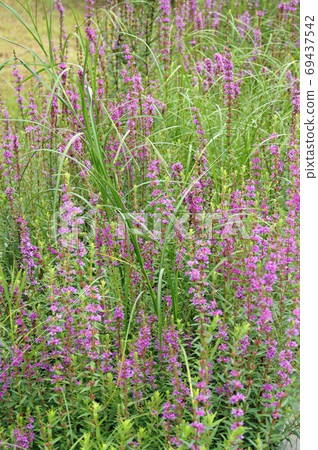 味ha盛開的風景 味ha盛開的風景 69437542