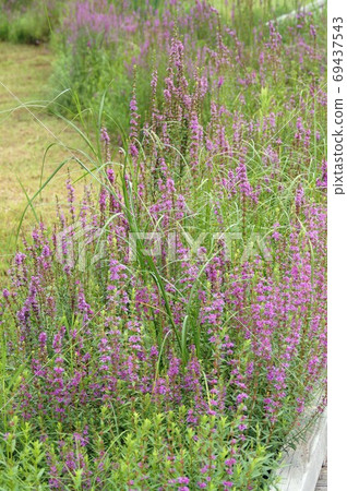 味ha盛開的風景 味ha盛開的風景 69437543