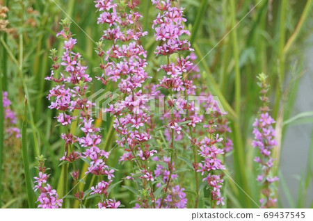 味ha盛開的風景 味ha盛開的風景 69437545