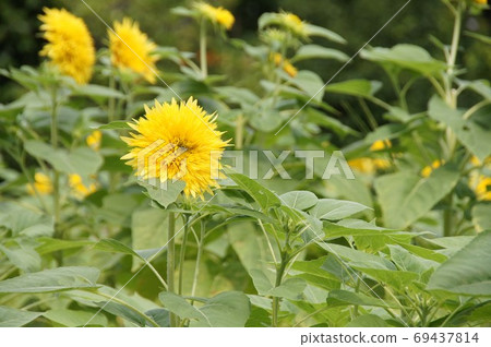 Sunflower flower 69437814