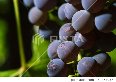 Close-Up Of Grapes Growing At Vineyard Close-Up Of Grapes Growing At Vineyard 69437937