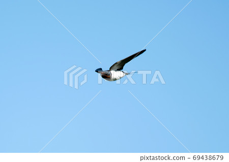 Wild bird swallow Wild bird swallow 69438679