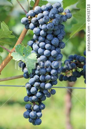 葡萄酒赤霞珠·赤霞珠葡萄酒 69438718