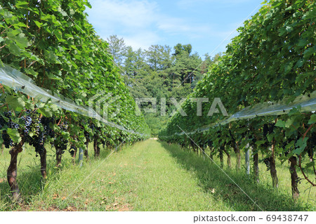 葡萄酒赤霞珠·赤霞珠葡萄酒 69438747