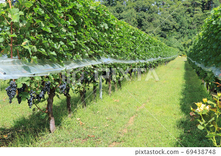 葡萄酒赤霞珠·赤霞珠葡萄酒 69438748