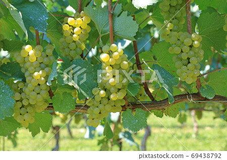 Wine grape Chardonnay 69438792