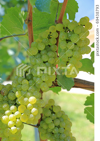 葡萄酒霞多麗 69438793