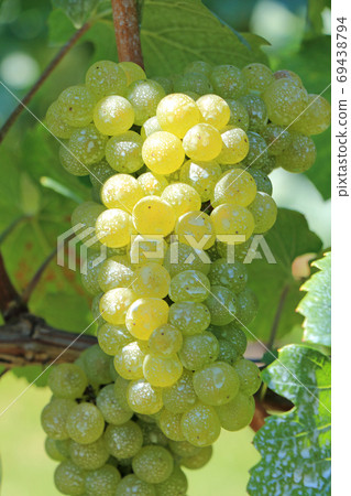 Wine grape Chardonnay 69438794